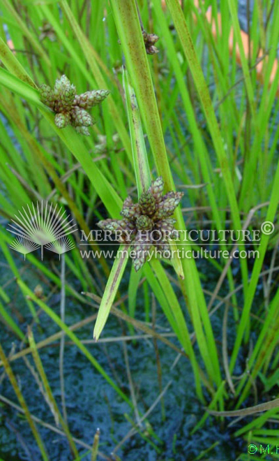 Scirpus mucronatus